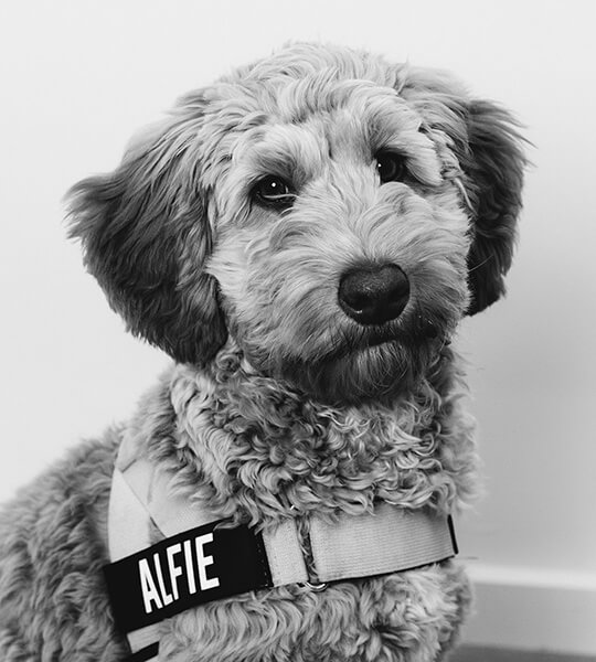 Dogtor Alfie, therapy dog at dental republic